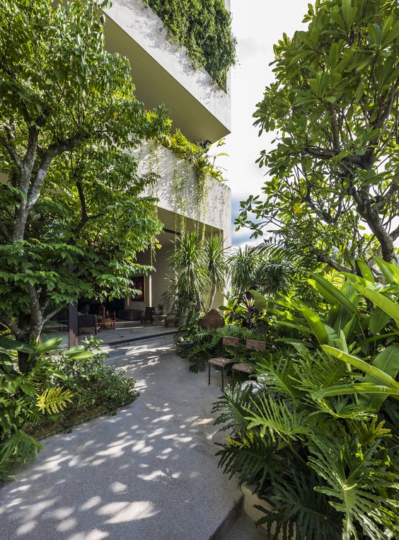 Ý tưởng thiết kế trồng cây sân vườn theo phong cách nhiệt đới đẹp, độc đáo